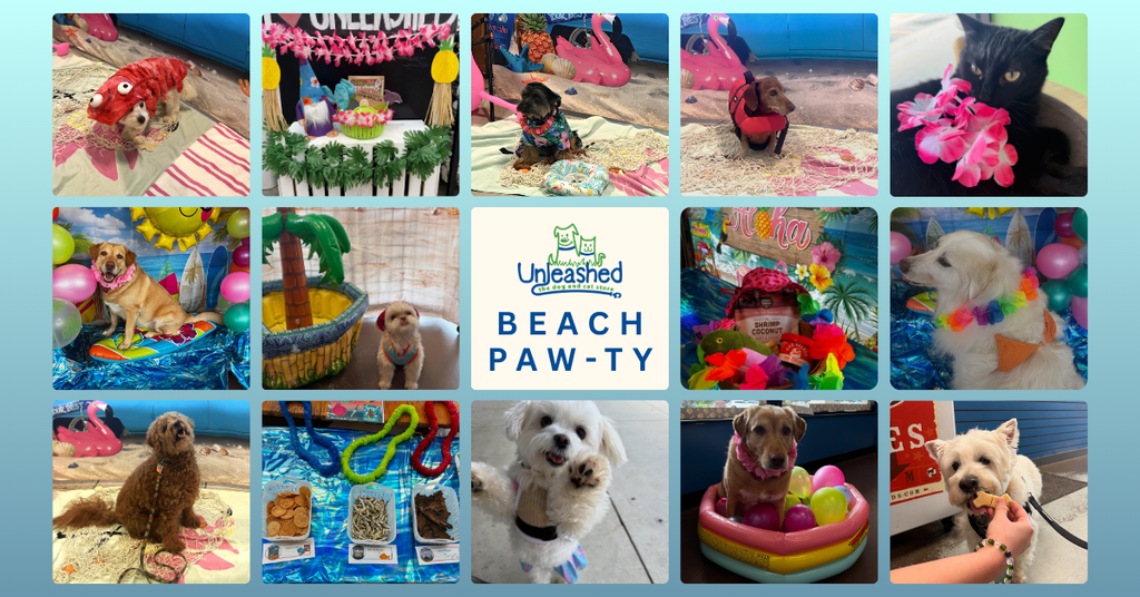 Beach Paw-ty lookback