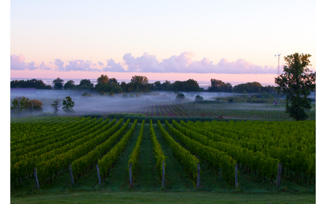 Arrowhead Spring Vineyards