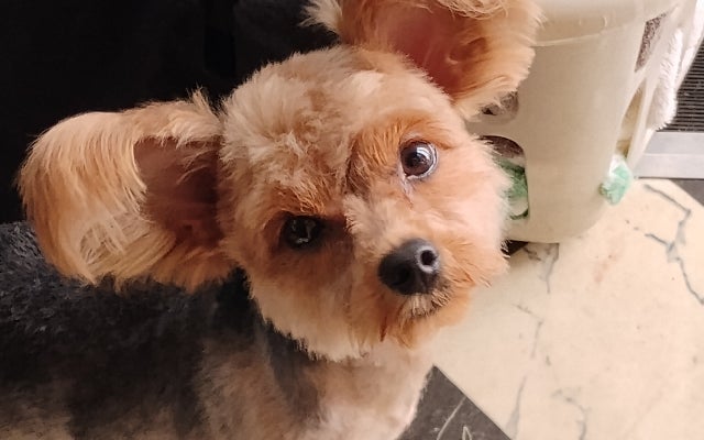 All About Pets Mobile Grooming