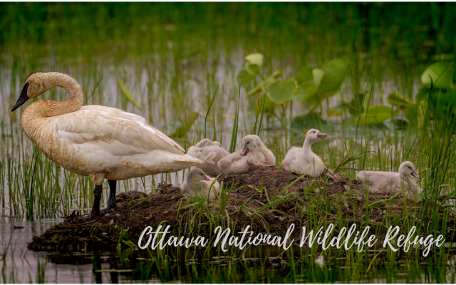 Friends of Ottawa NWR