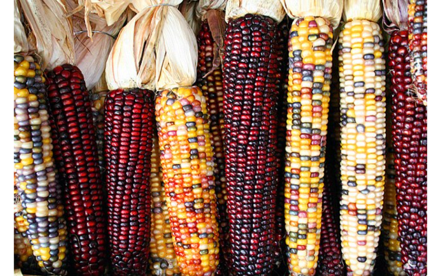 Masa Seed Foundation