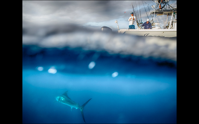 Miami Florida Fishing LLC.