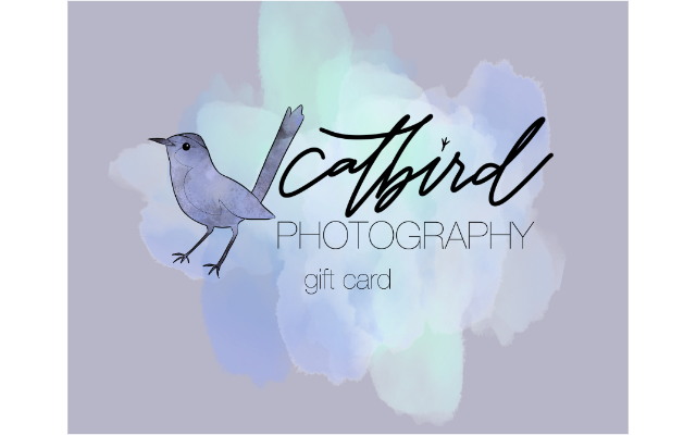 catbird photography