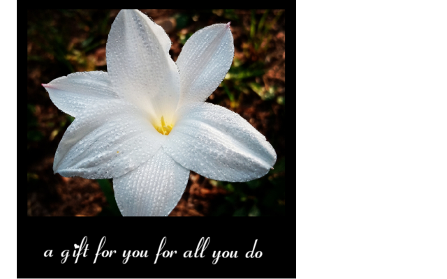 Black Lotus Art Studio