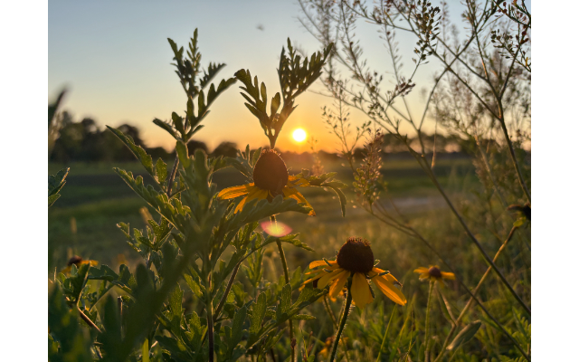 Cultivating Calm