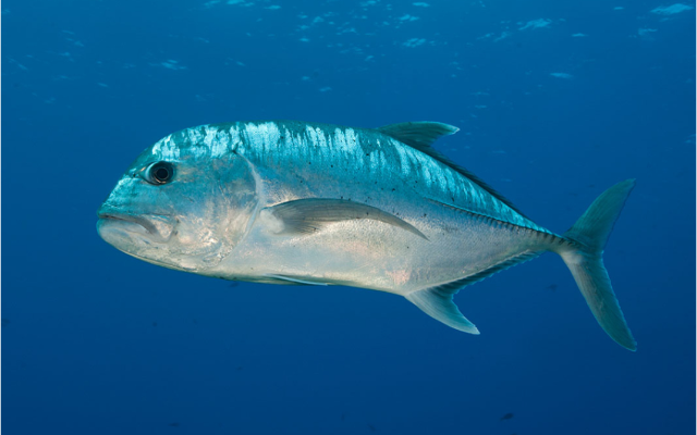 West Maui Sports and Fishing Supply