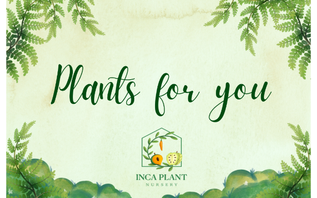 Inca Plant Nursery