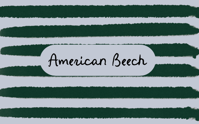 American Beech Restaurant