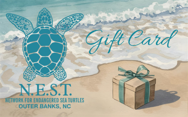 Network for Endangered Sea Turtles, Inc.