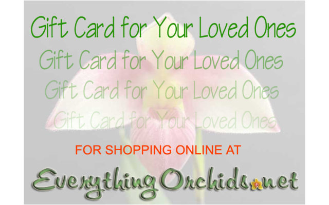EVERYTHING ORCHIDS