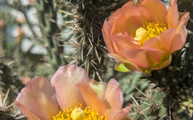 Stone & Sky Nursery and Gardens
