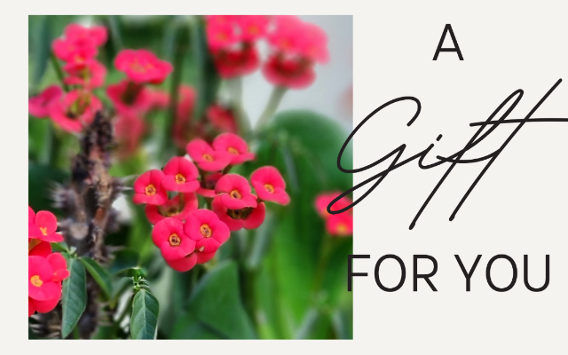 Dapple & Thorn Plant Gallery