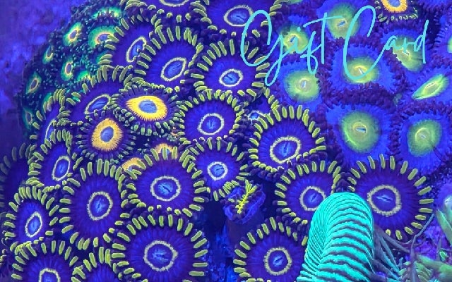 Taste of the Sea Reef Shop