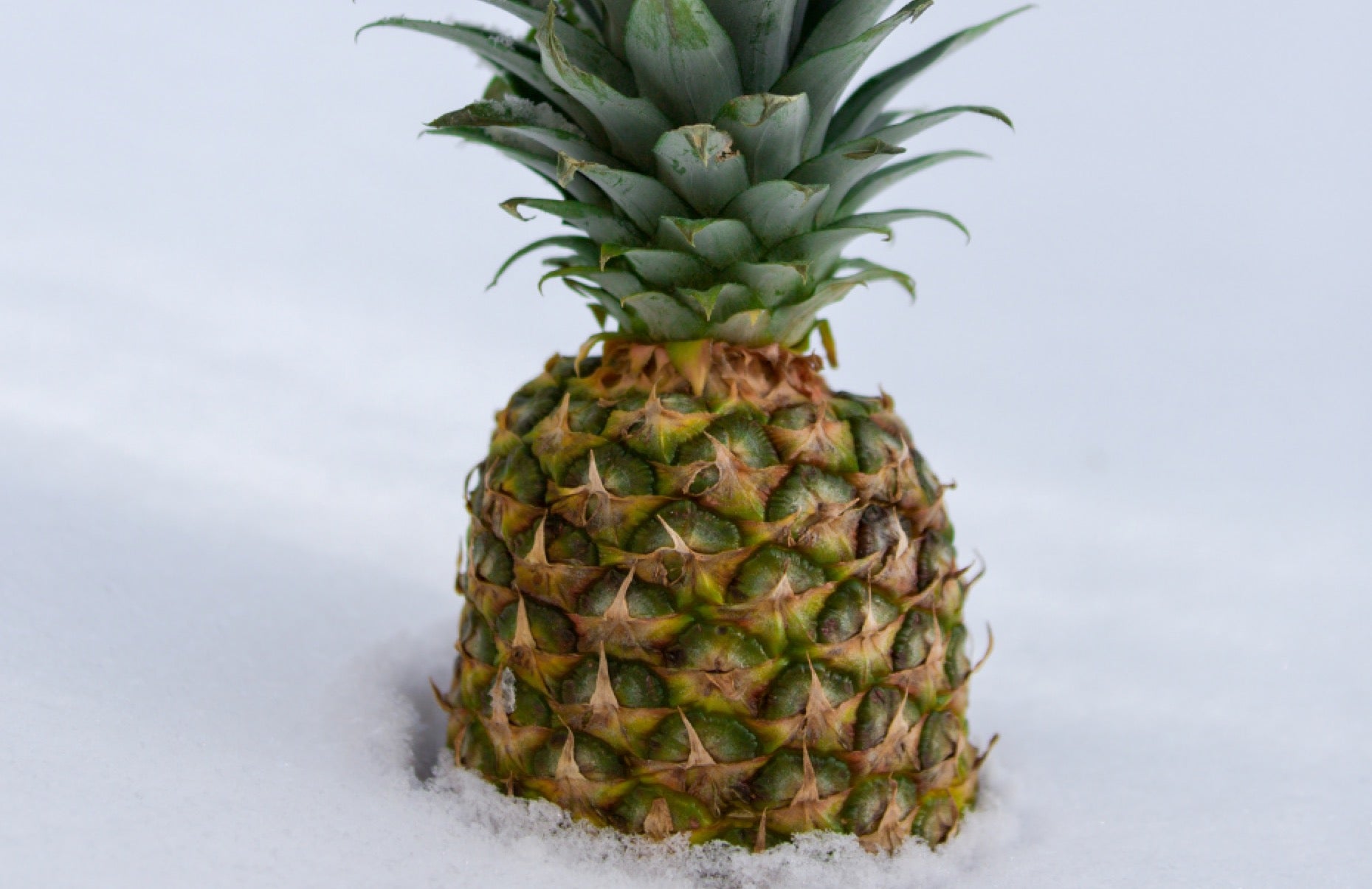 Order Pineapple Express Aesthetics eGift Cards