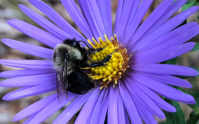 KMS Native Plants, LLC