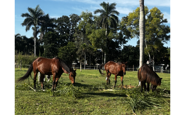 Horse Reflections LLC