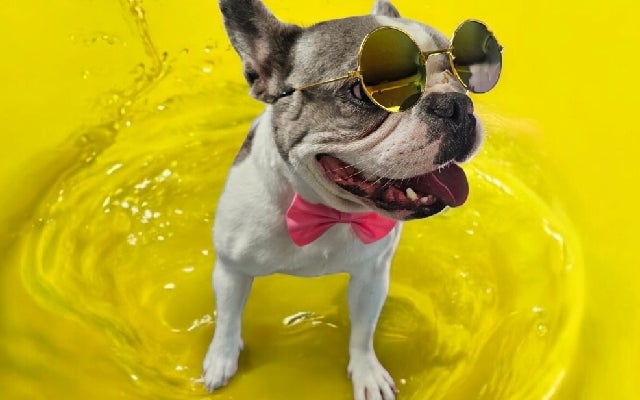 River City Pet Grooming