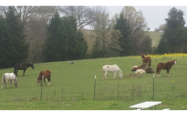 McDavitt Equine Services