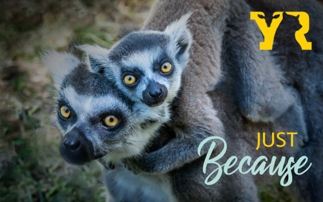 Yellow River Animal House