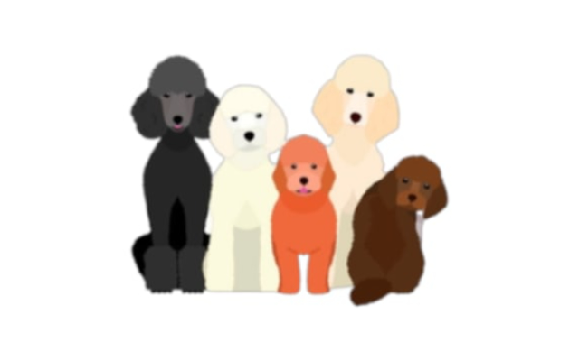 Pawsh Pets Salon