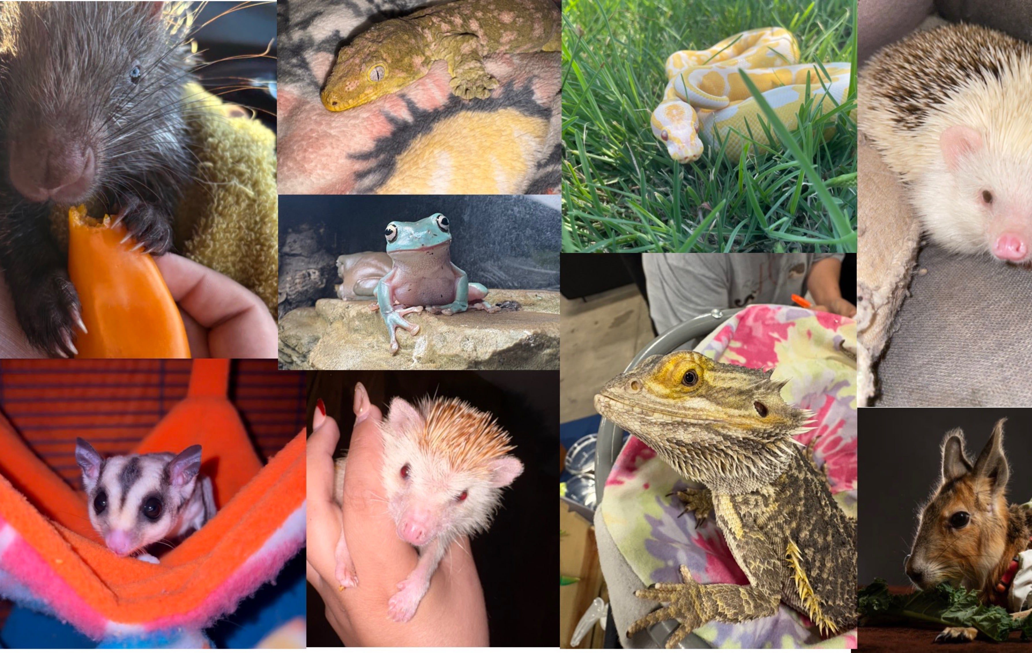 Fernandez-Chavez Exotics