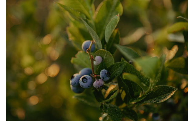 Reenders Blueberry Farms