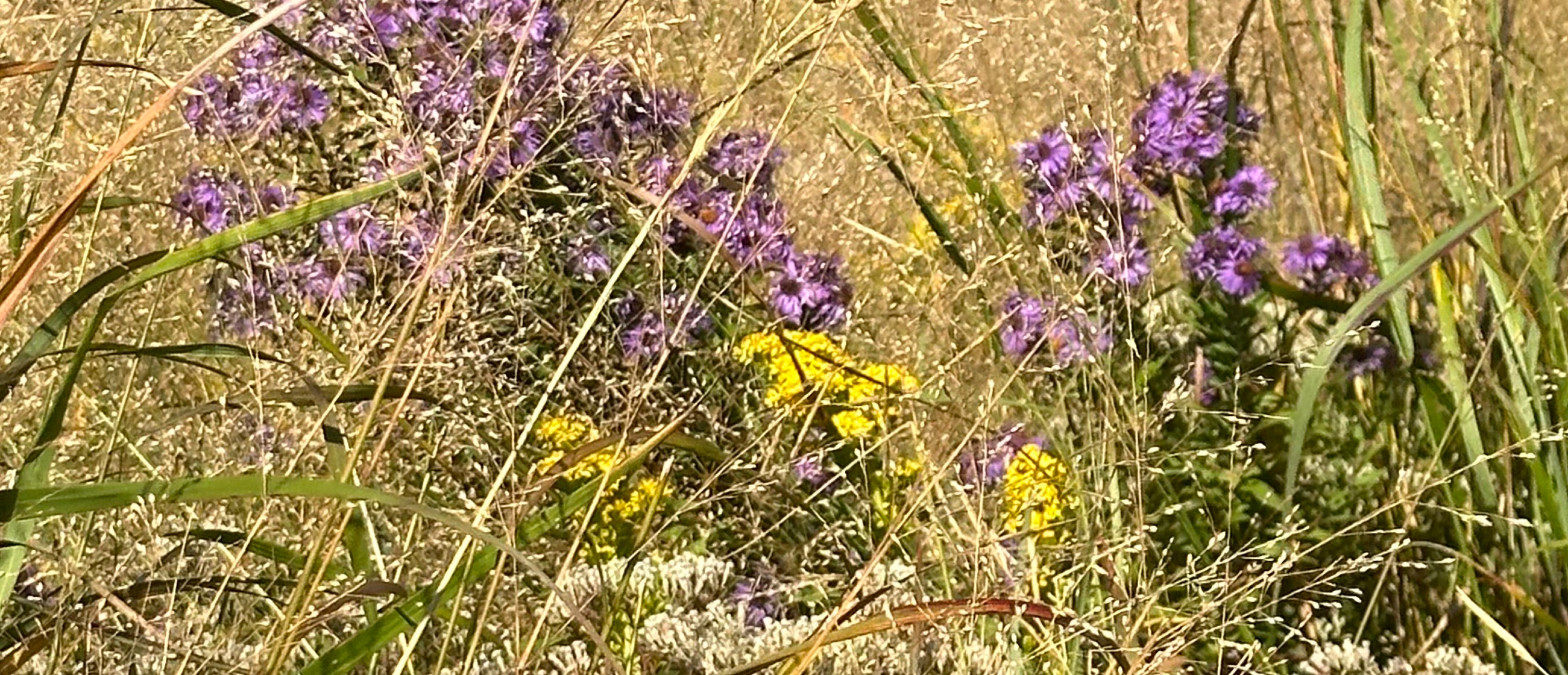 KMS Native Plants, LLC