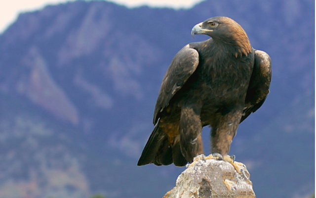 golden eagle visions inc.