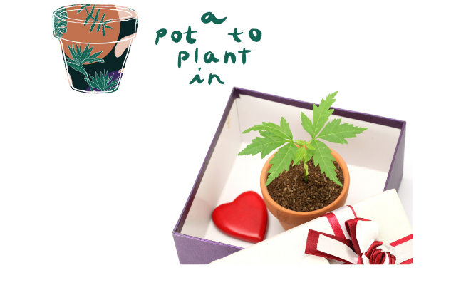 A Pot To Plant In