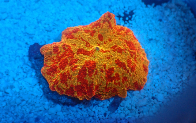 Order Oceans Corals LLC eGift Cards