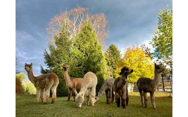 Lazy B Alpaca Ranch