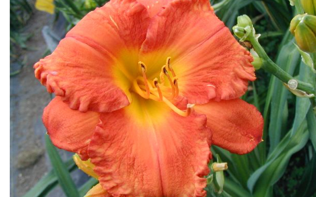 5 Acre Farm Daylilies LLC