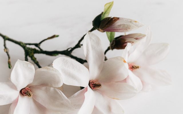 Massage Therapy at Chateau de Rejuv