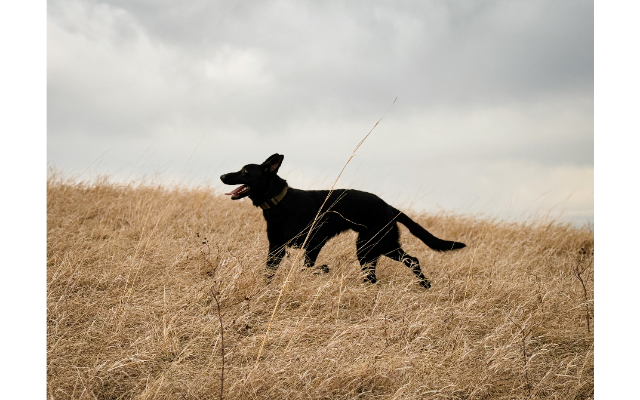 Crockett K9 Services