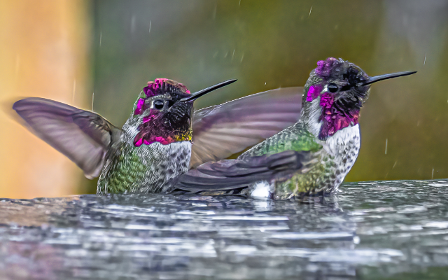 Reagle Photography, LLC