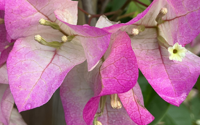 Color Your World Garden Center