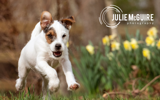Julie McGuire Pet Photography