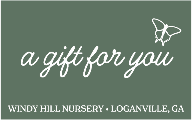 Windy Hill Nursery